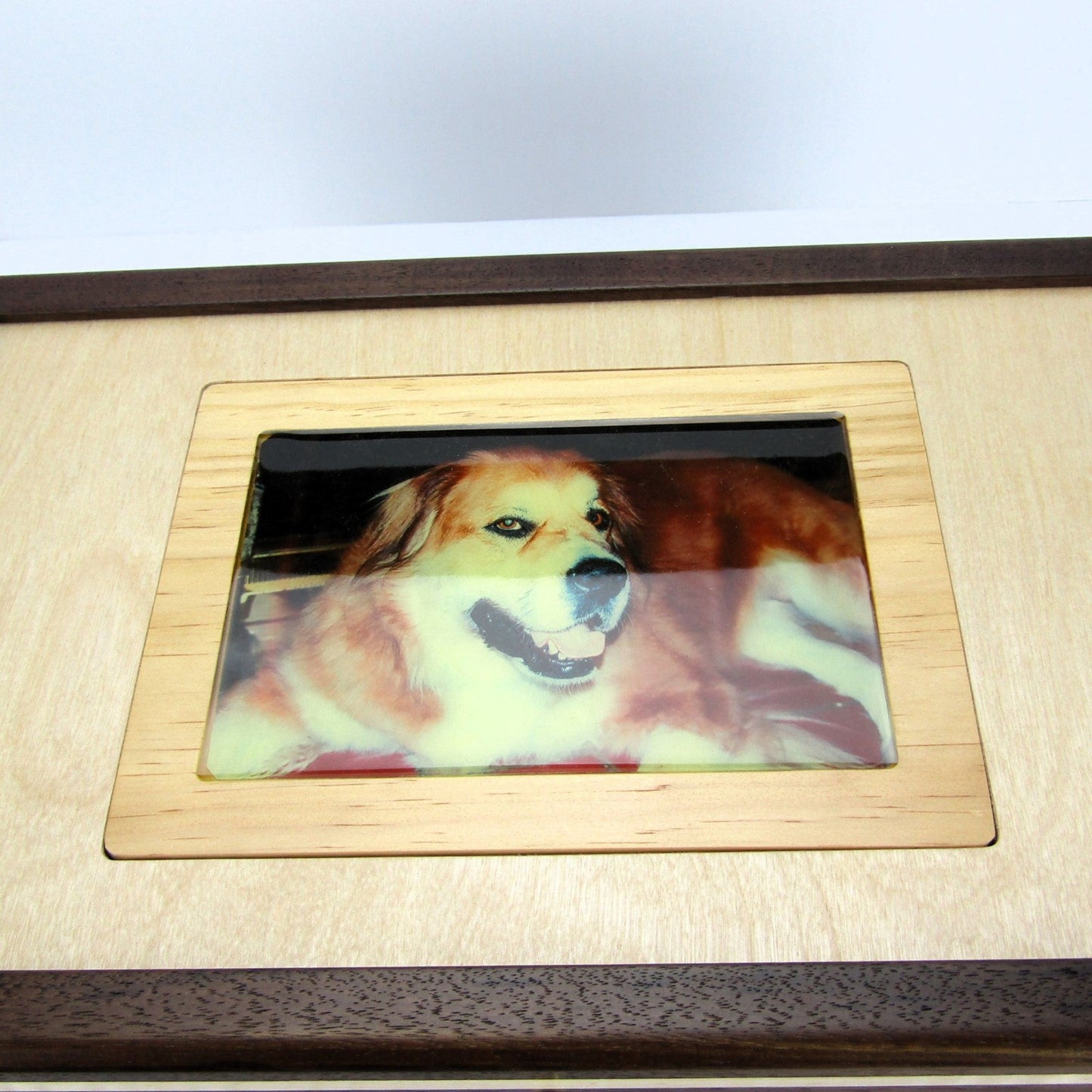 Lid details on pet memory box with photo lid handmade from Peruvian walnut and curly maple by A Finer Cut Wood.
