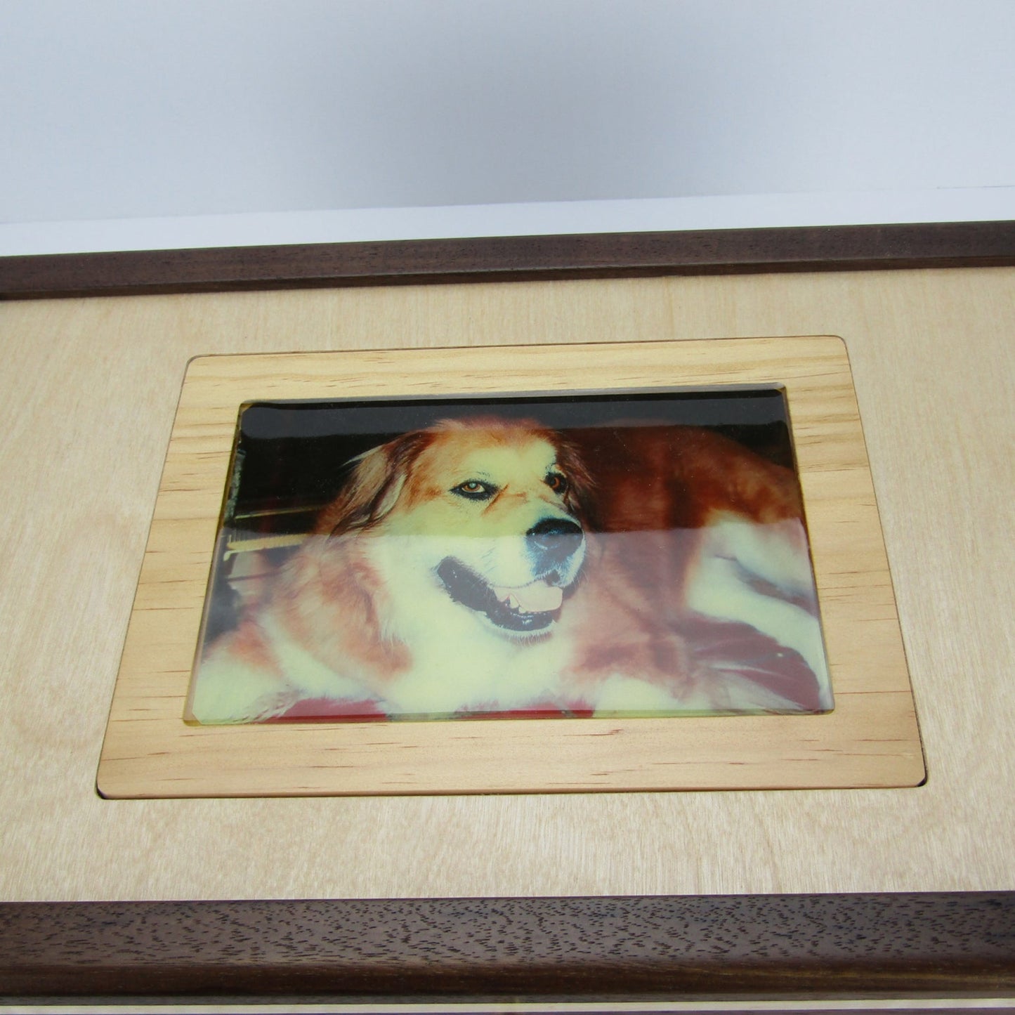 Lid details on pet memory box with photo lid handmade from Peruvian walnut and curly maple by A Finer Cut Wood.